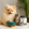 Microzeogen met hond en kat